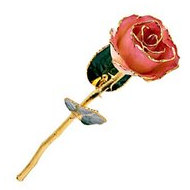 Lacquered Cream Rose