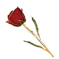 Lacquered Red Rose