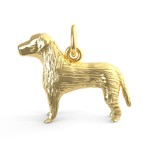 Labrador Retriever Dog