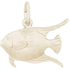Fish Angelfish