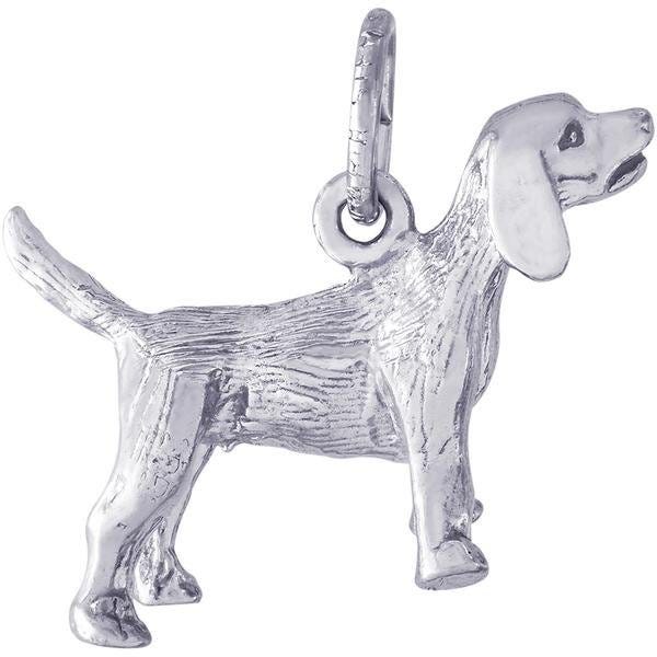 Dog Beagle